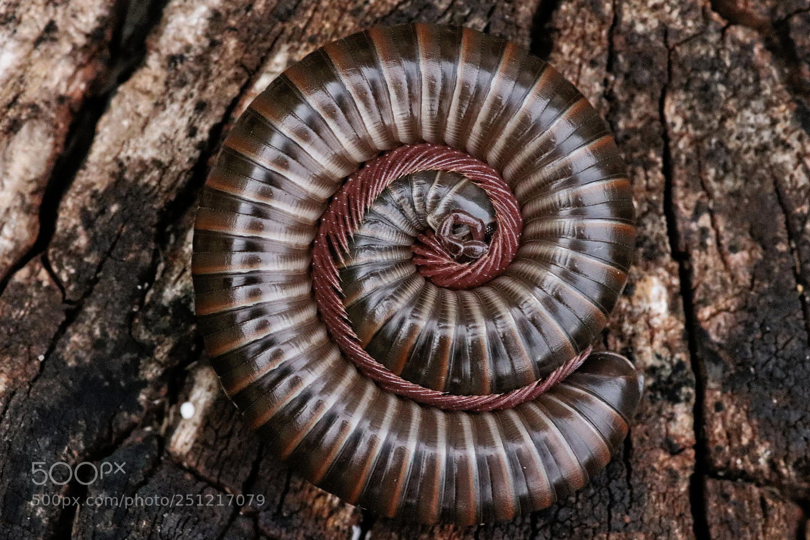 Canon EOS 77D (EOS 9000D / EOS 770D) sample photo. Centipede photography