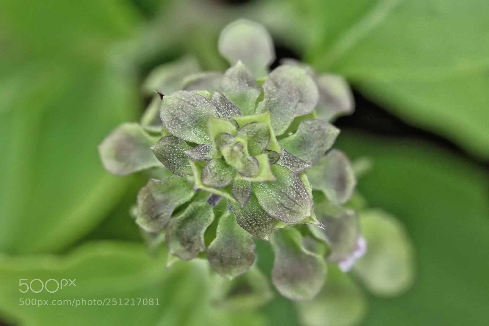 Canon EOS 77D (EOS 9000D / EOS 770D) sample photo. Basil flower photography