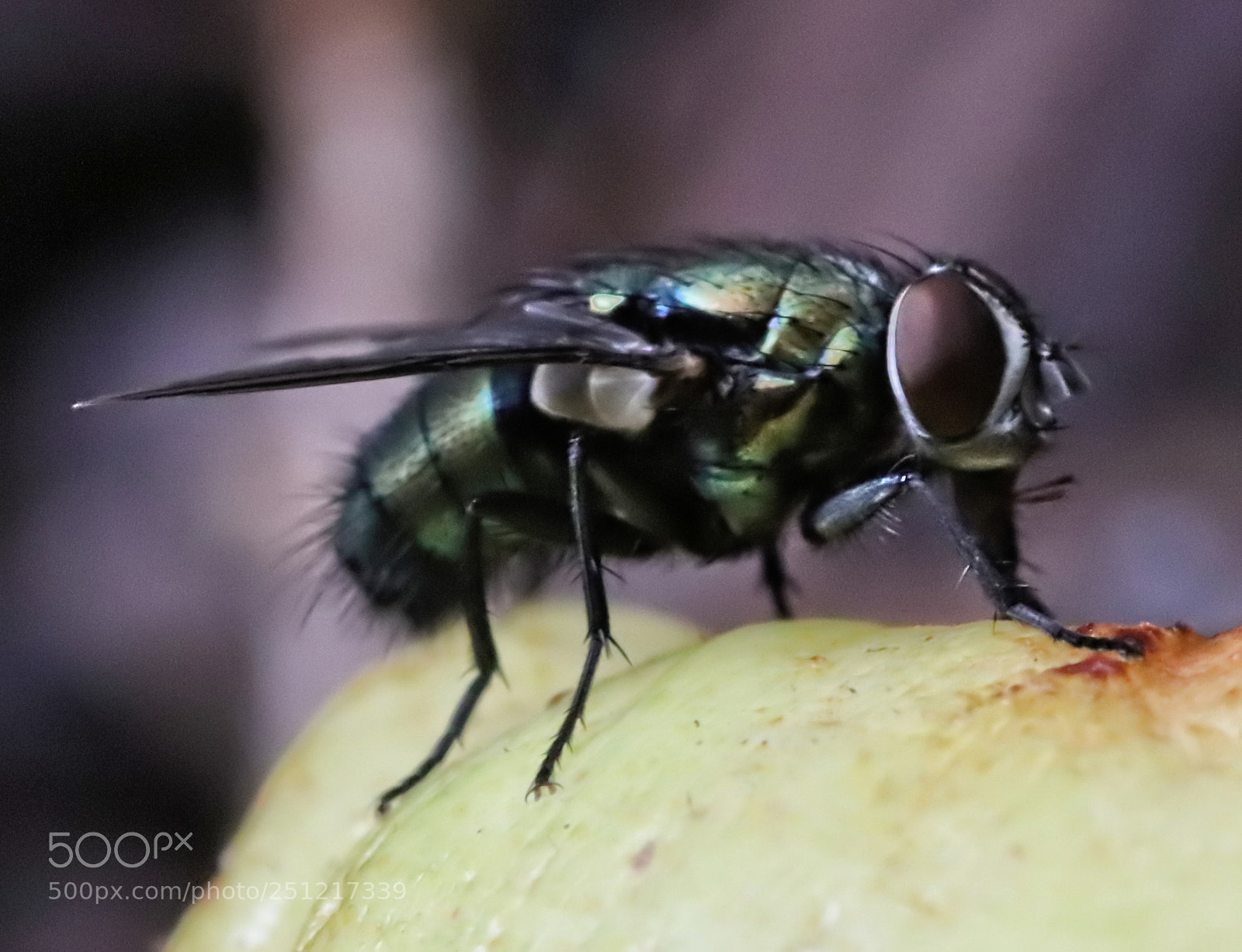 Canon EOS 77D (EOS 9000D / EOS 770D) sample photo. Fly photography