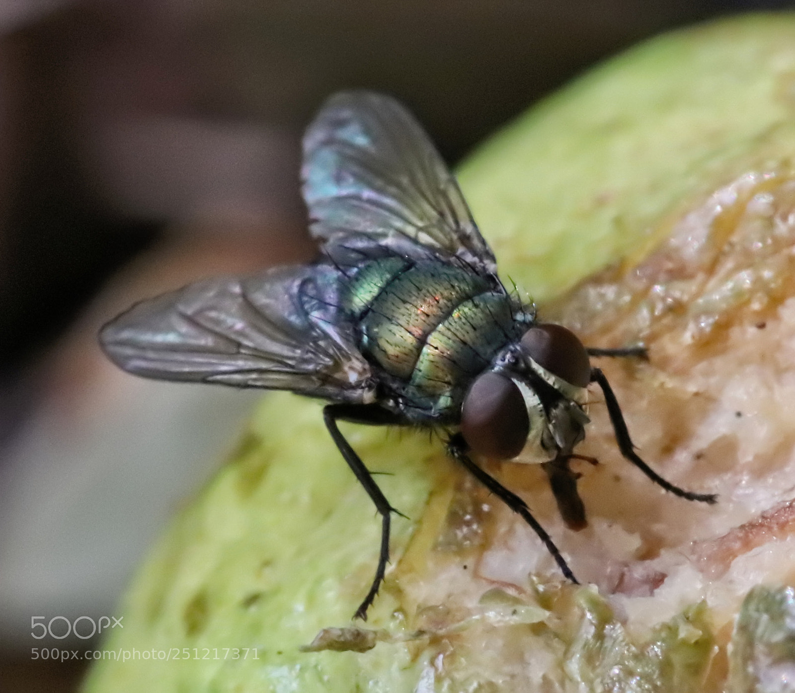 Canon EOS 77D (EOS 9000D / EOS 770D) sample photo. Fly photography