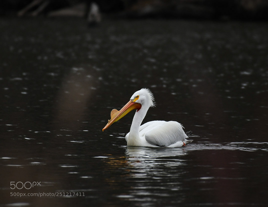 Nikon D500 sample photo. American white pelican photography