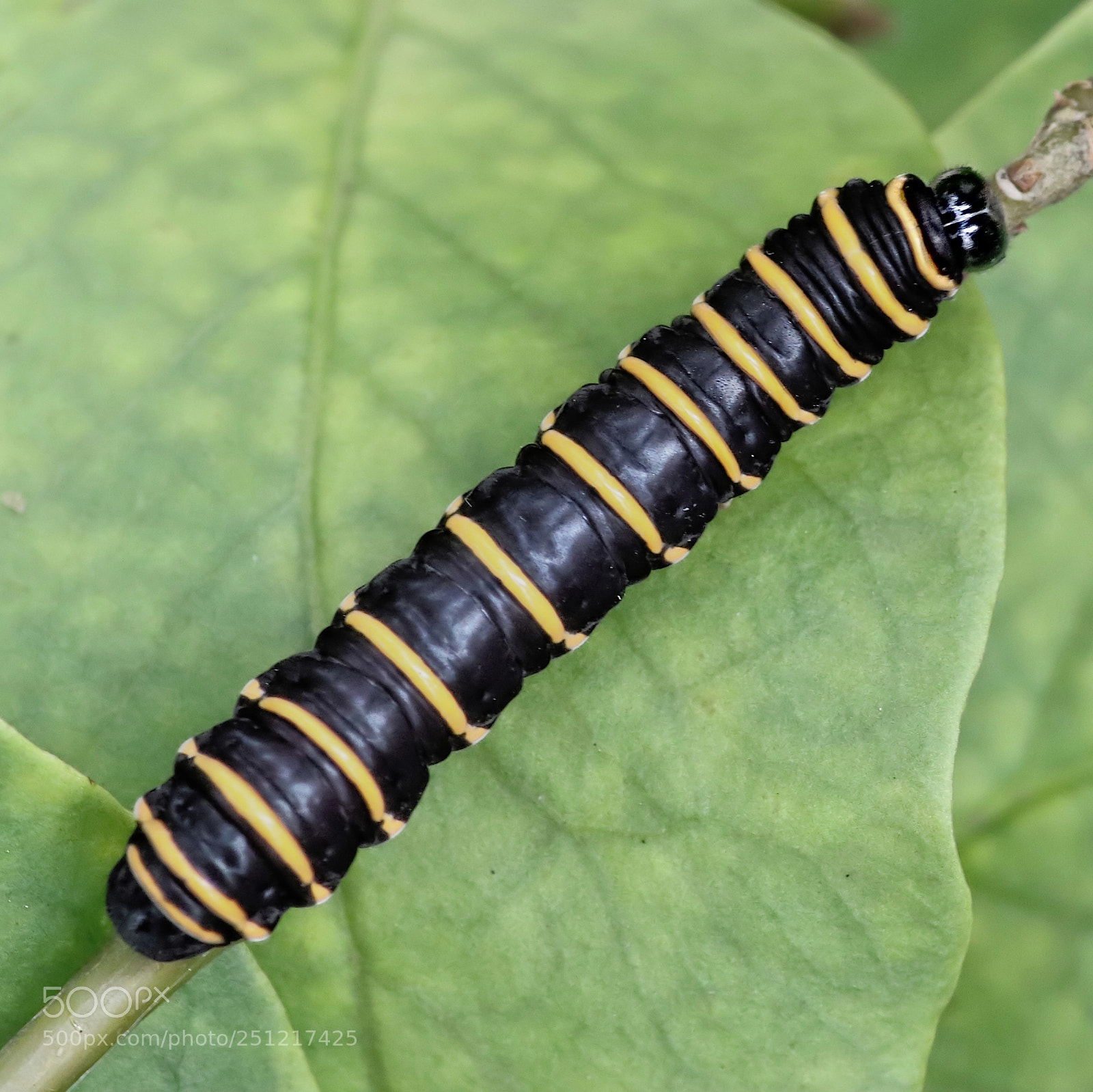 Canon EOS 77D (EOS 9000D / EOS 770D) sample photo. Caterpillar photography