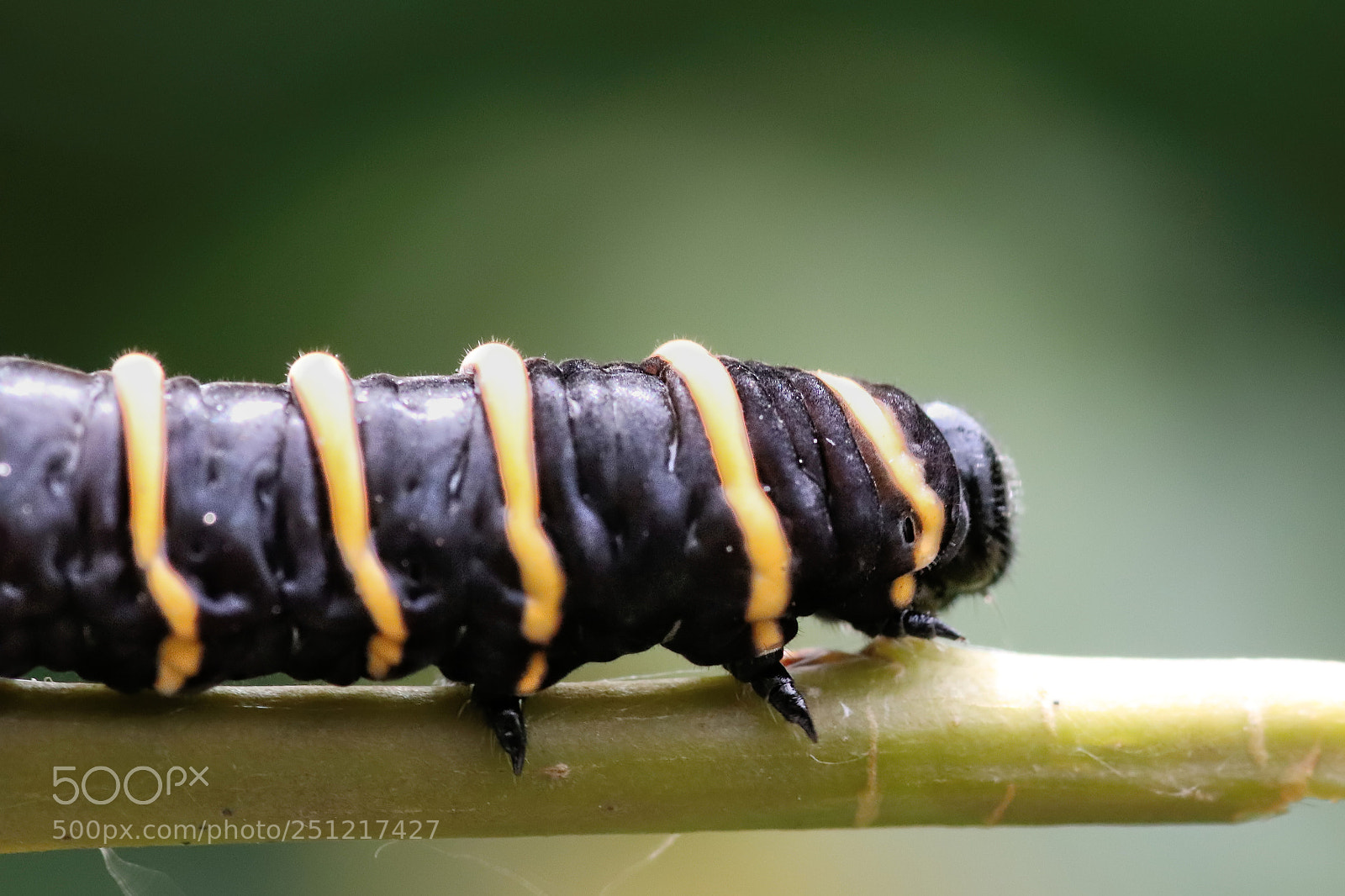 Canon EOS 77D (EOS 9000D / EOS 770D) sample photo. Caterpillar photography