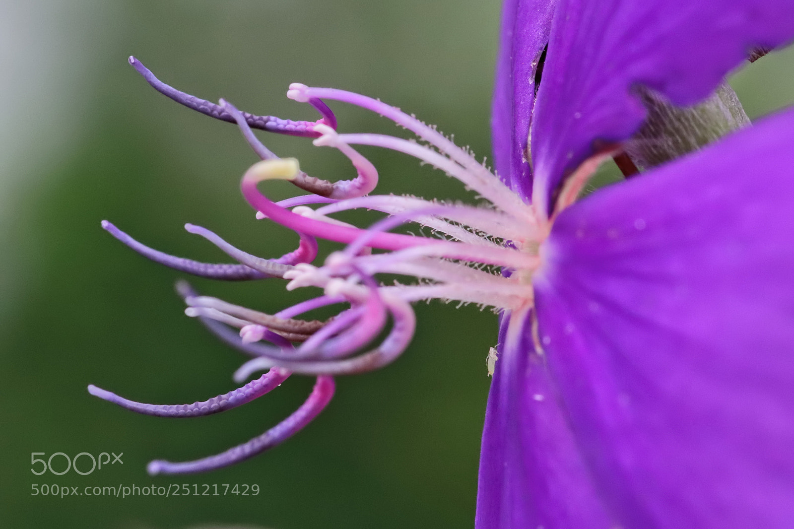 Canon EOS 77D (EOS 9000D / EOS 770D) sample photo. Flower blossoms photography