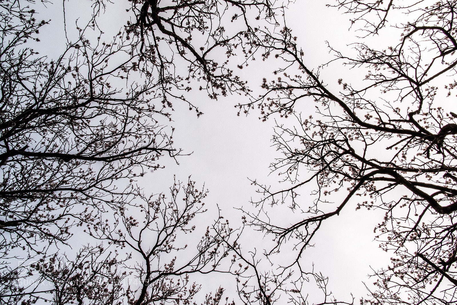 Canon EOS 70D sample photo. Blossom photography