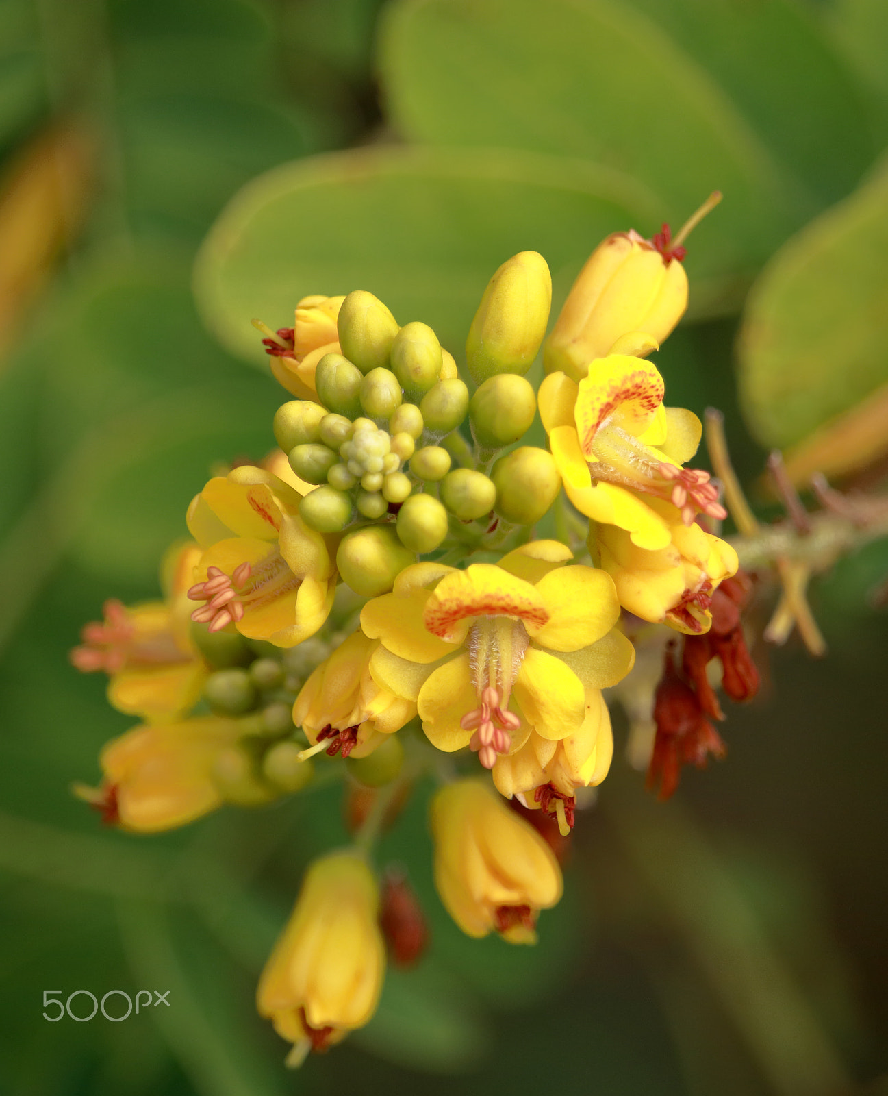 Canon EF-S 55-250mm F4-5.6 IS STM sample photo. Yellow wild flower photography