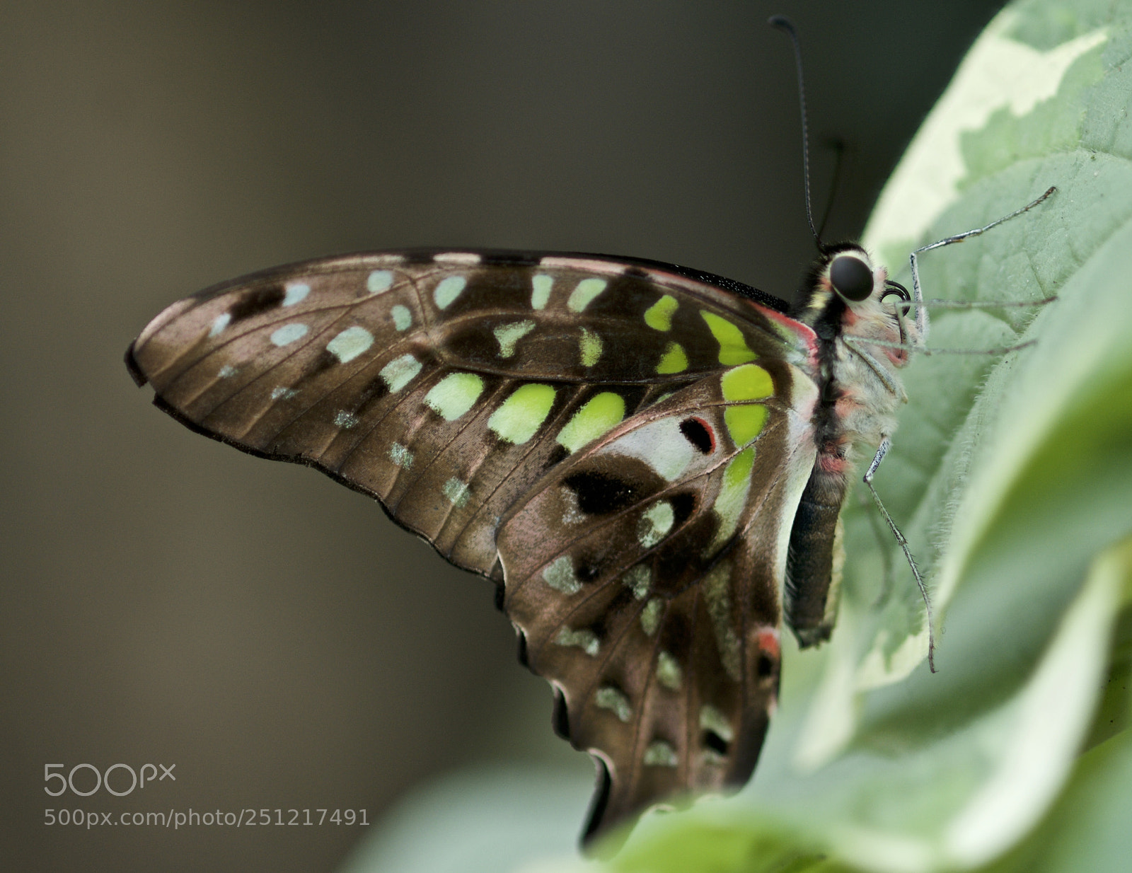 Nikon D300 sample photo. Many shades of green photography