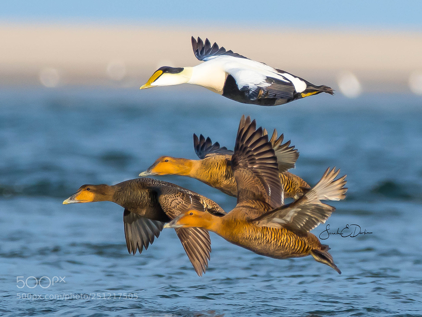 Nikon D500 sample photo. Eider ducks in flight photography