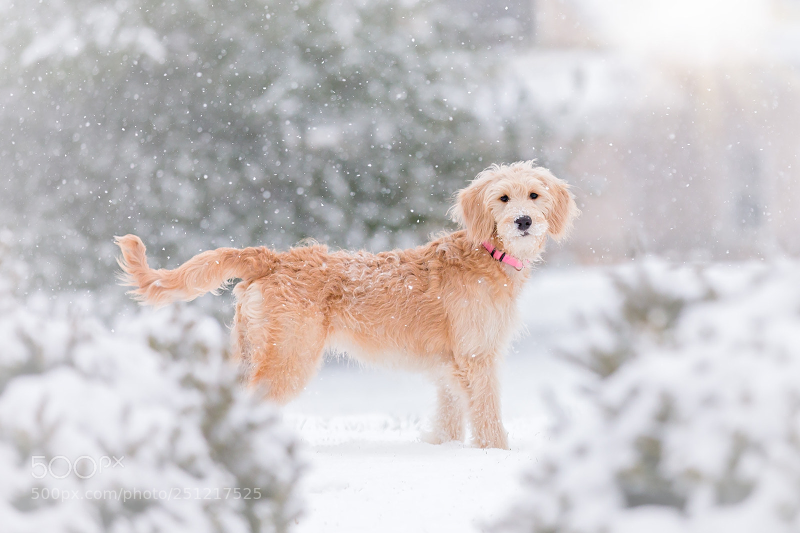 Canon EOS 5D Mark IV sample photo. Rosie's first snowfall photography