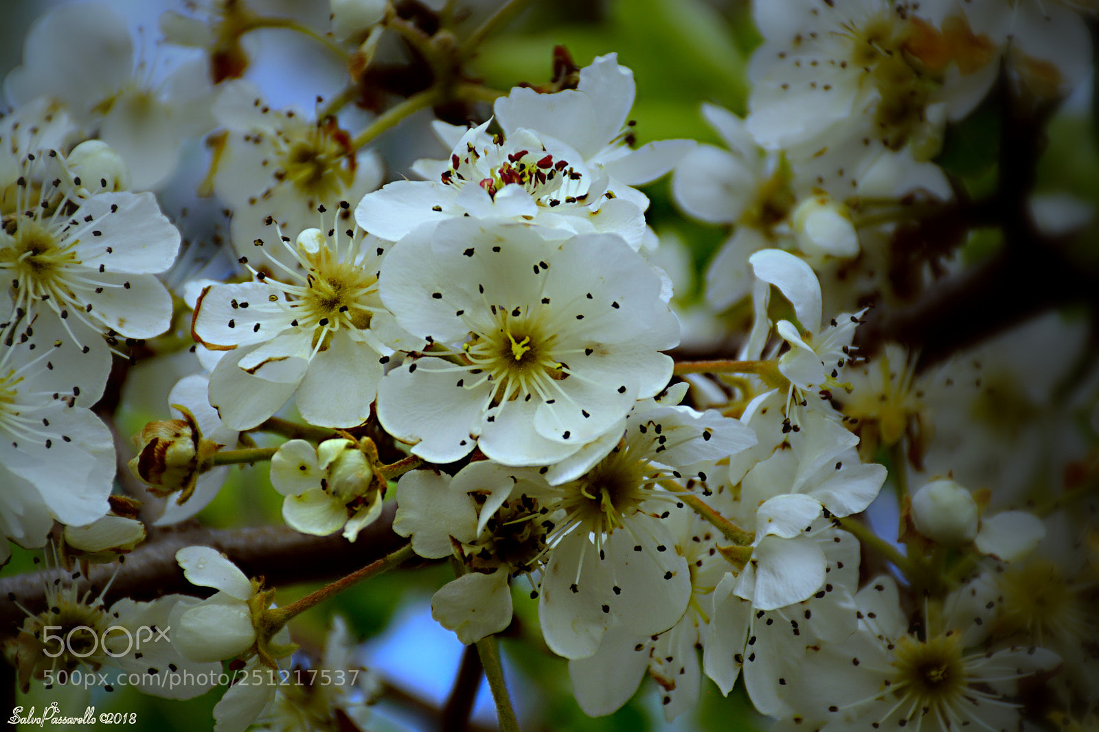 Nikon D5200 sample photo. Springtime and blooms photography