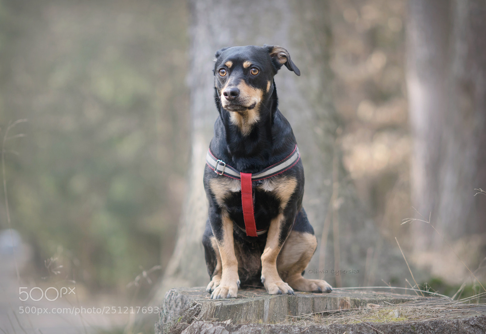 Nikon D5300 sample photo. Mix photography