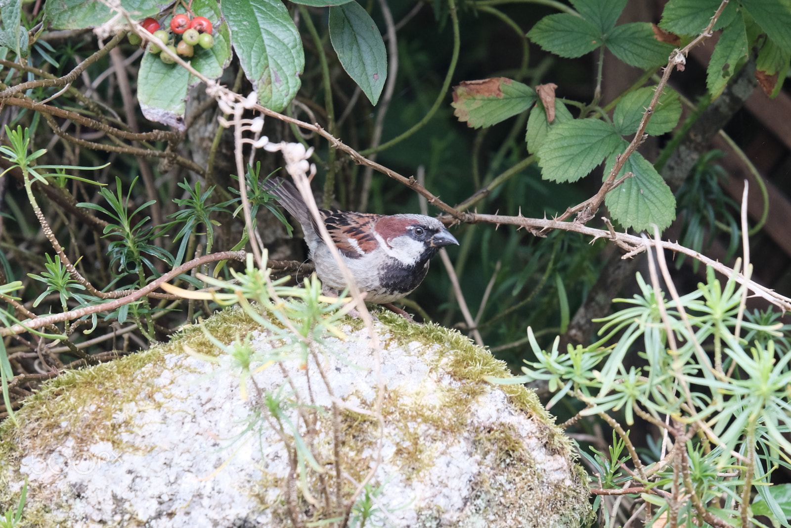 Fujifilm X-T1 sample photo. House sparrow. photography