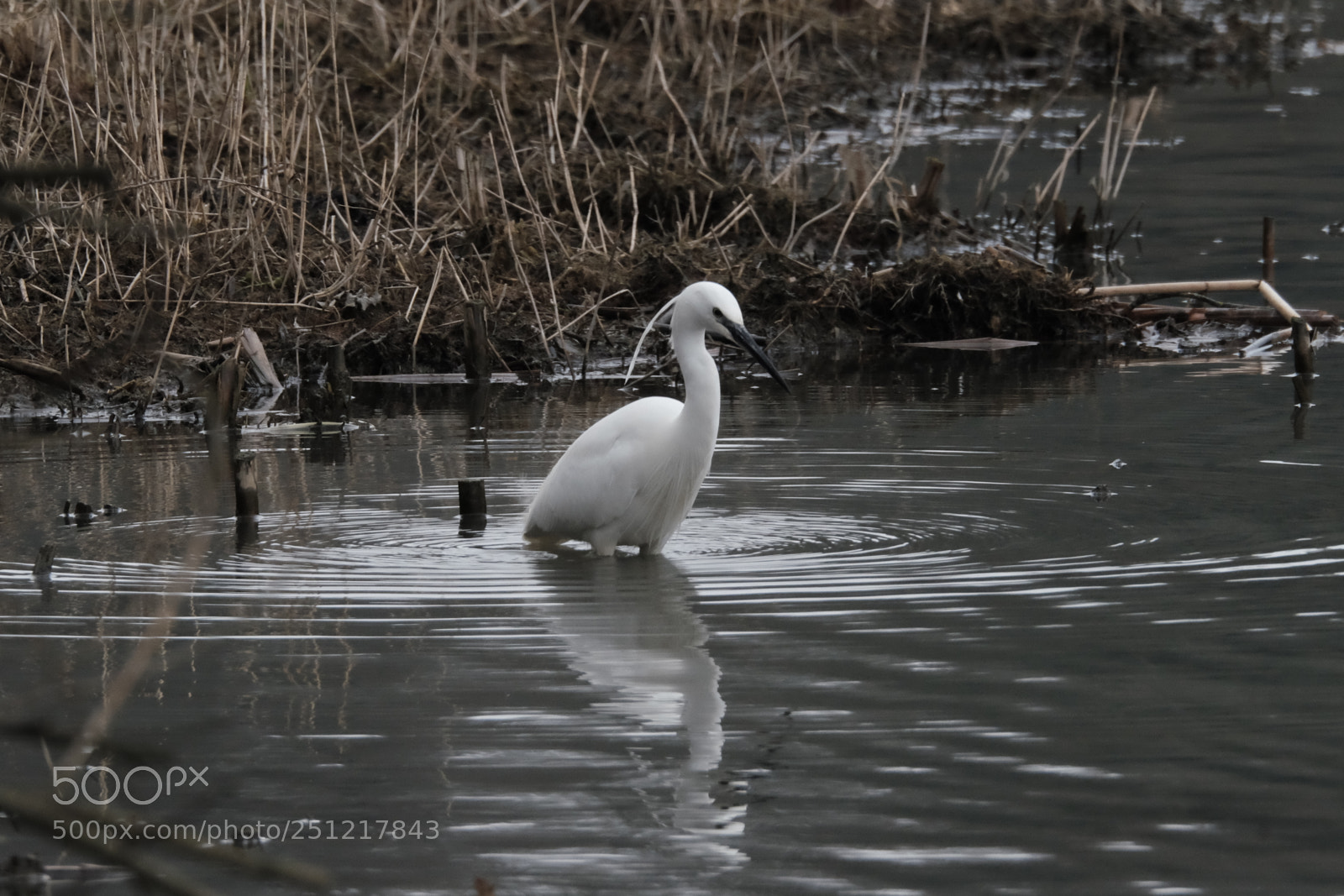 Fujifilm X-T1 sample photo. Little egret hunting photography