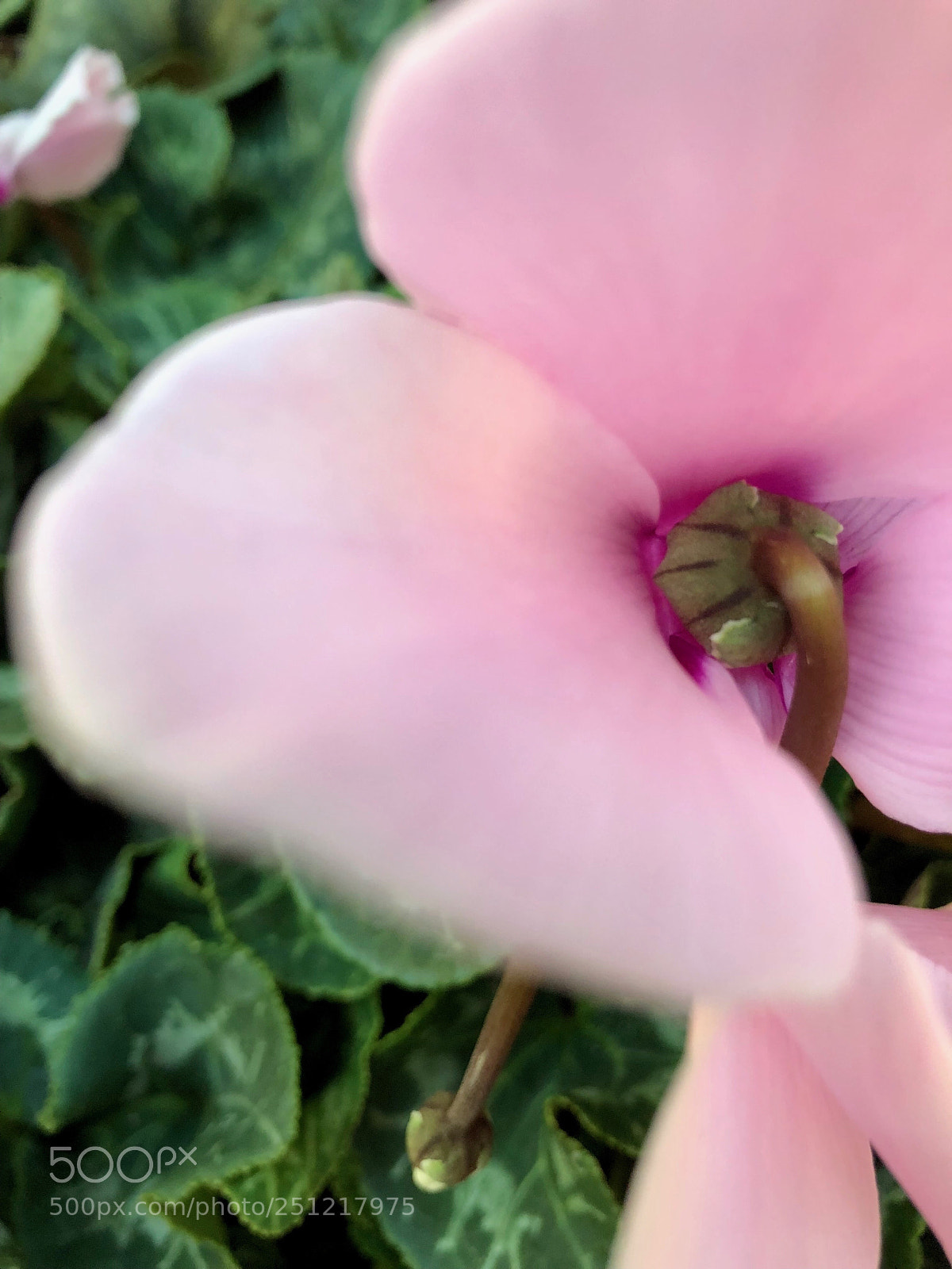 Apple iPhone 8 Plus sample photo. Pink petal softness photography