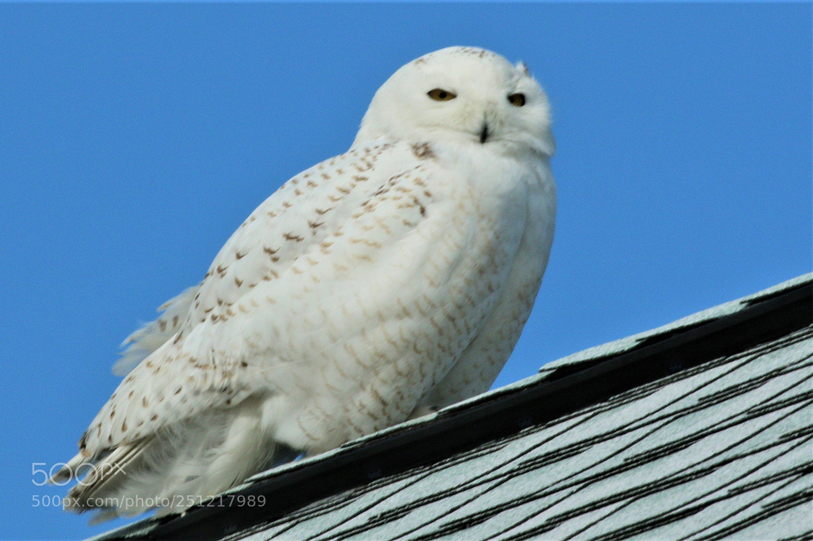 Canon EOS 7D Mark II sample photo. Snowy    merln photography