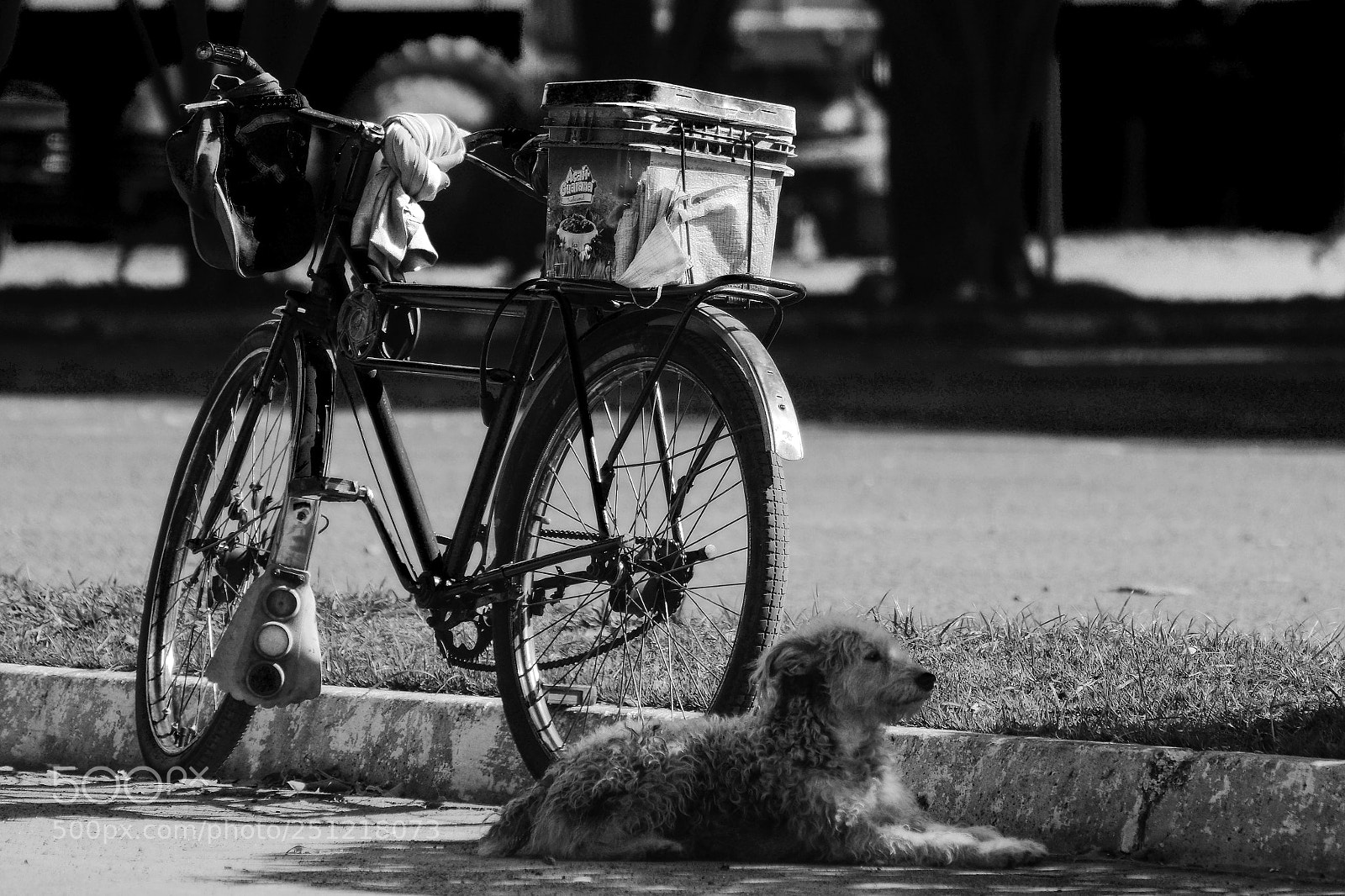 Nikon D7100 sample photo. The lover's loyalty photography