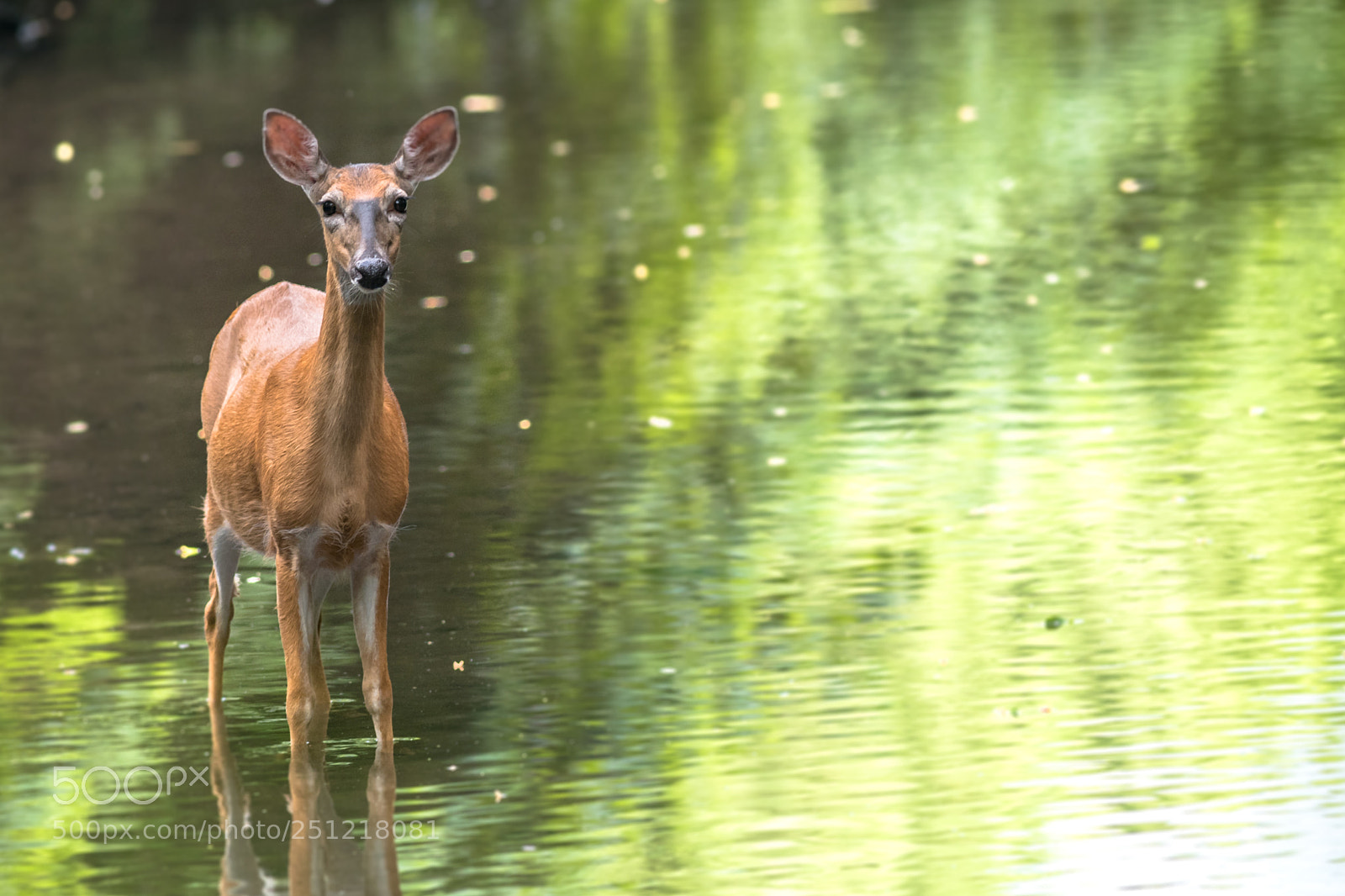 Nikon D500 sample photo. Young deer portrait photography