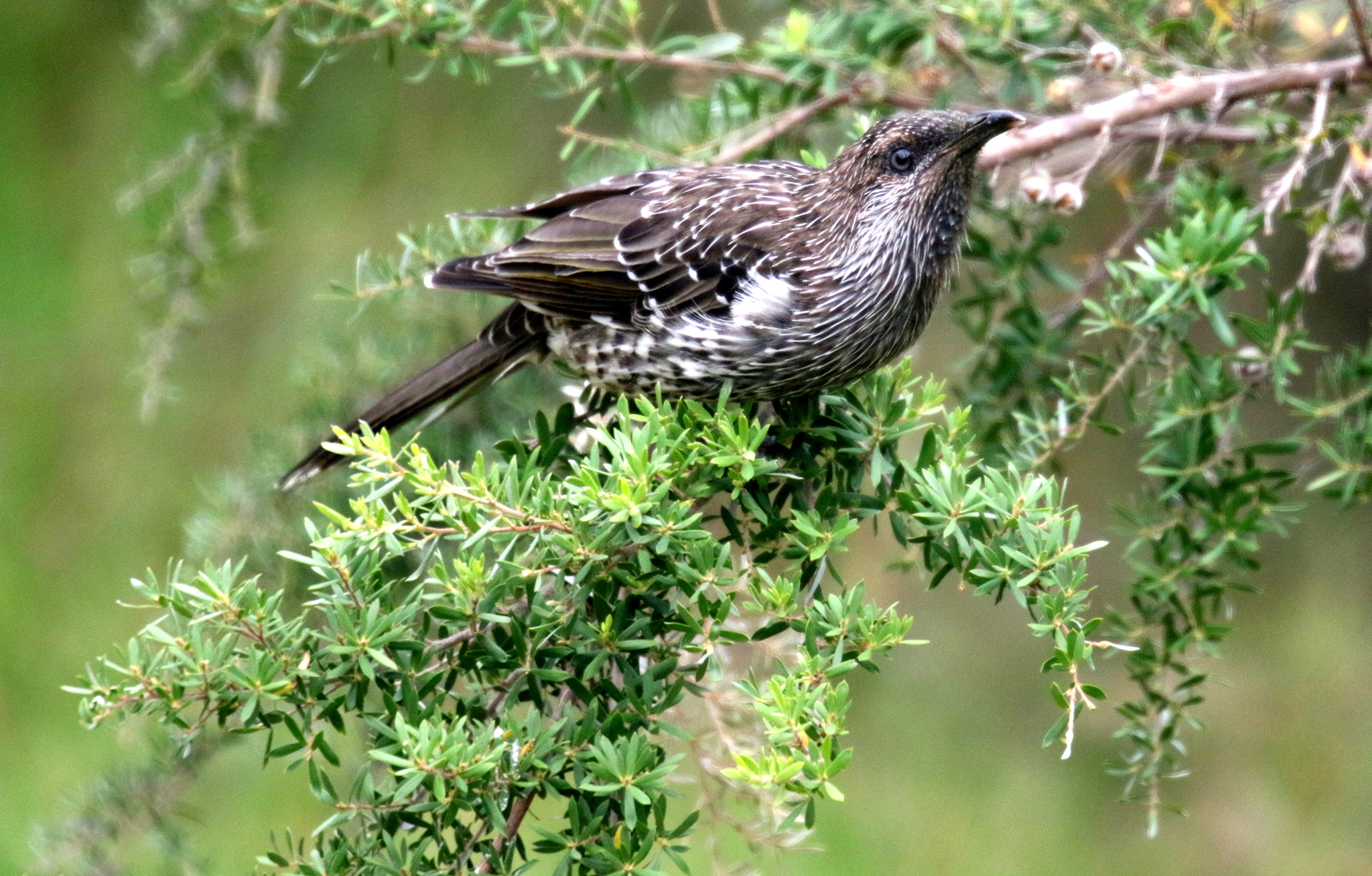 Canon EOS 7D Mark II sample photo. Wattle bird. photography