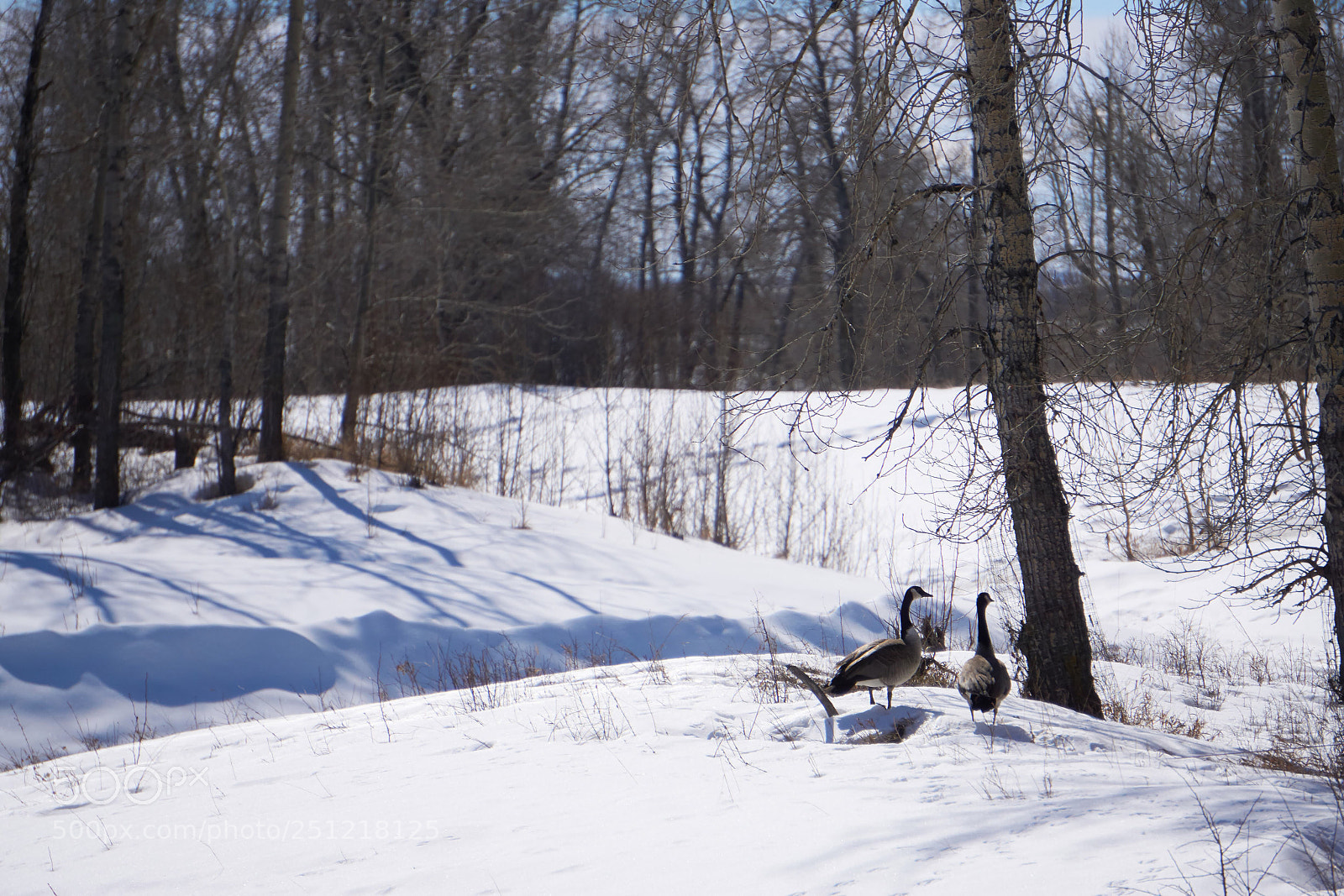 Sony a6000 sample photo. Checking out the tree photography