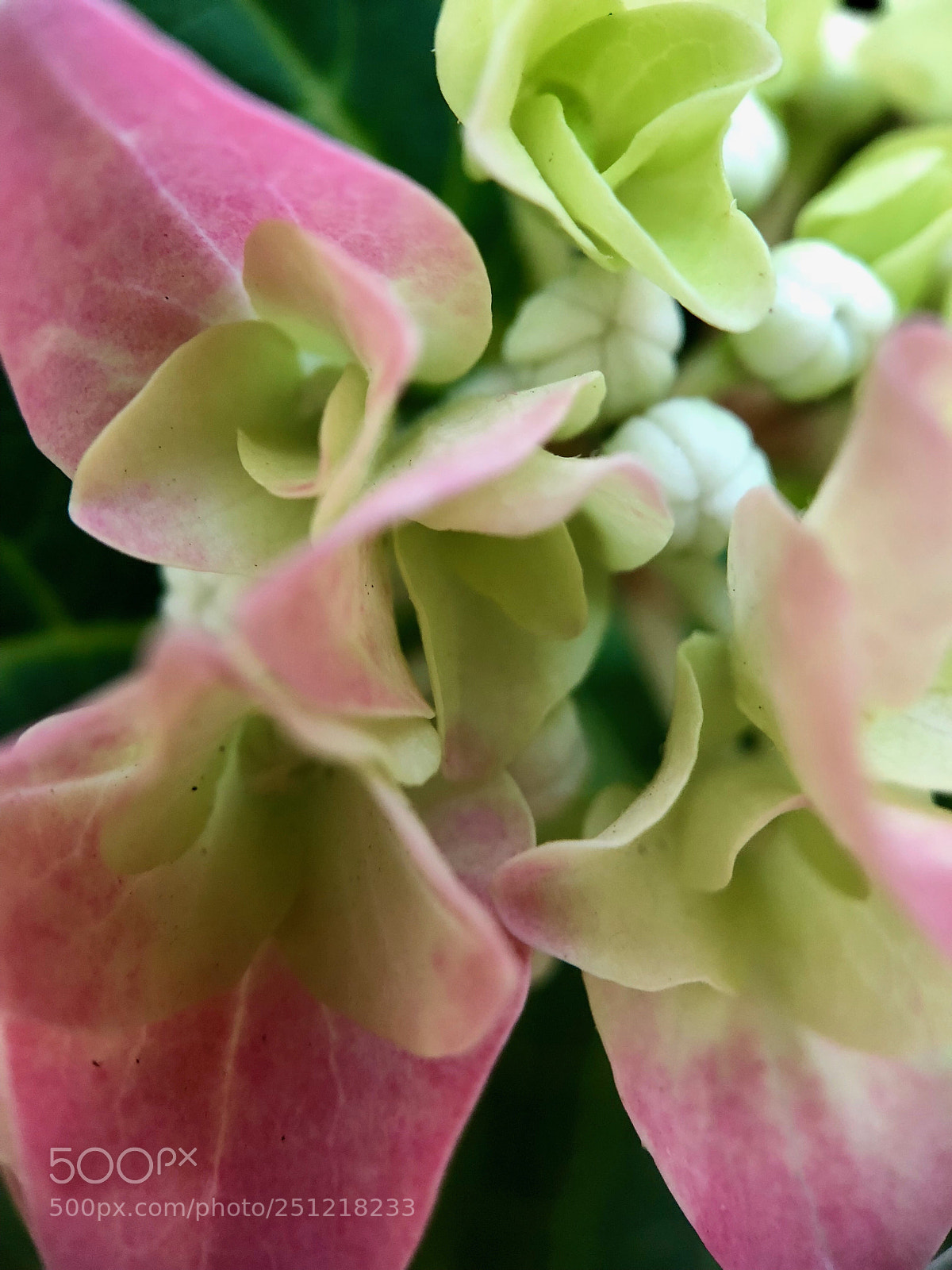 Apple iPhone 8 Plus sample photo. Pink vs green photography