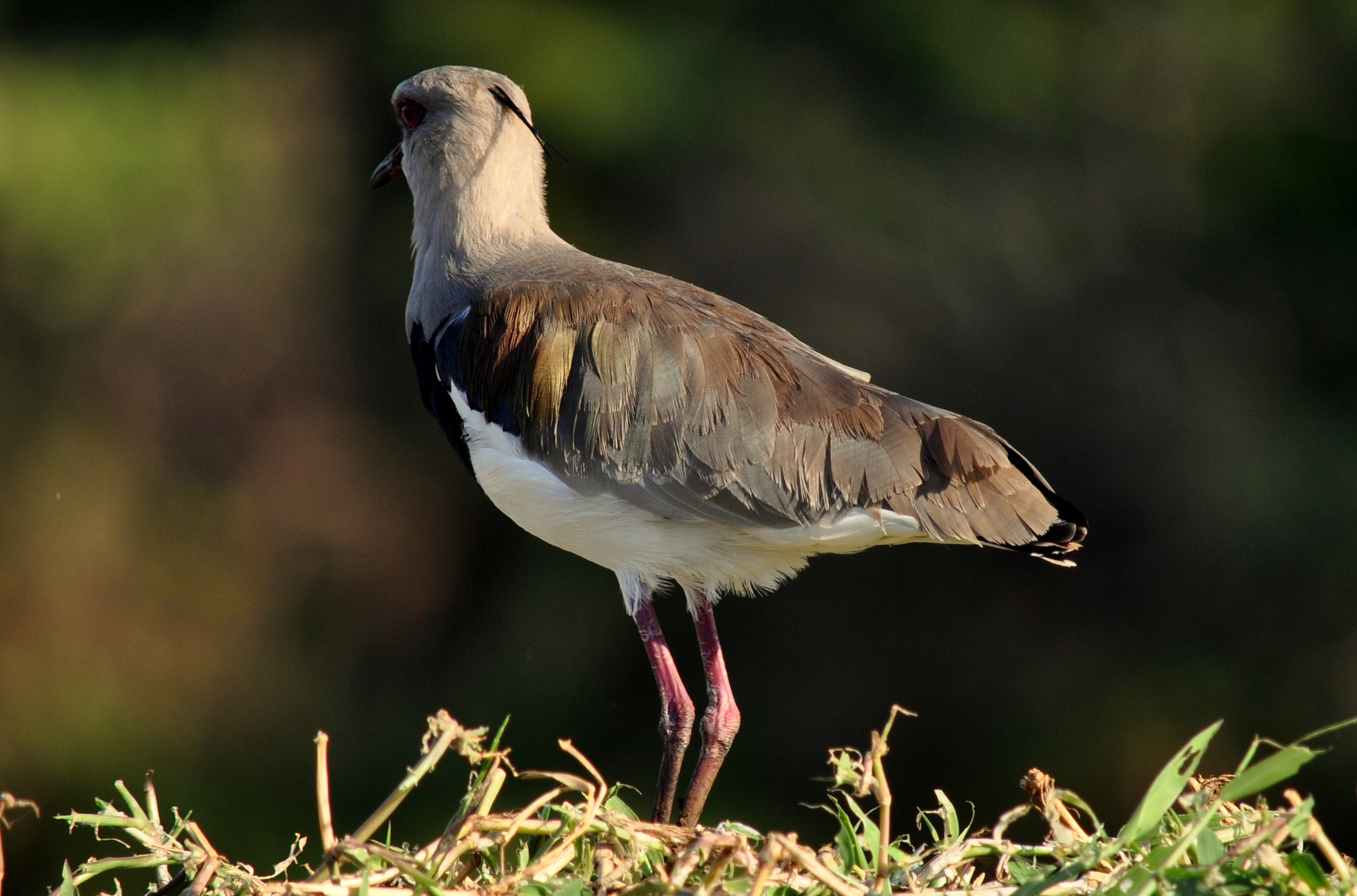 Nikon D5000 sample photo. Quero-quero (vanellus chilensis) photography