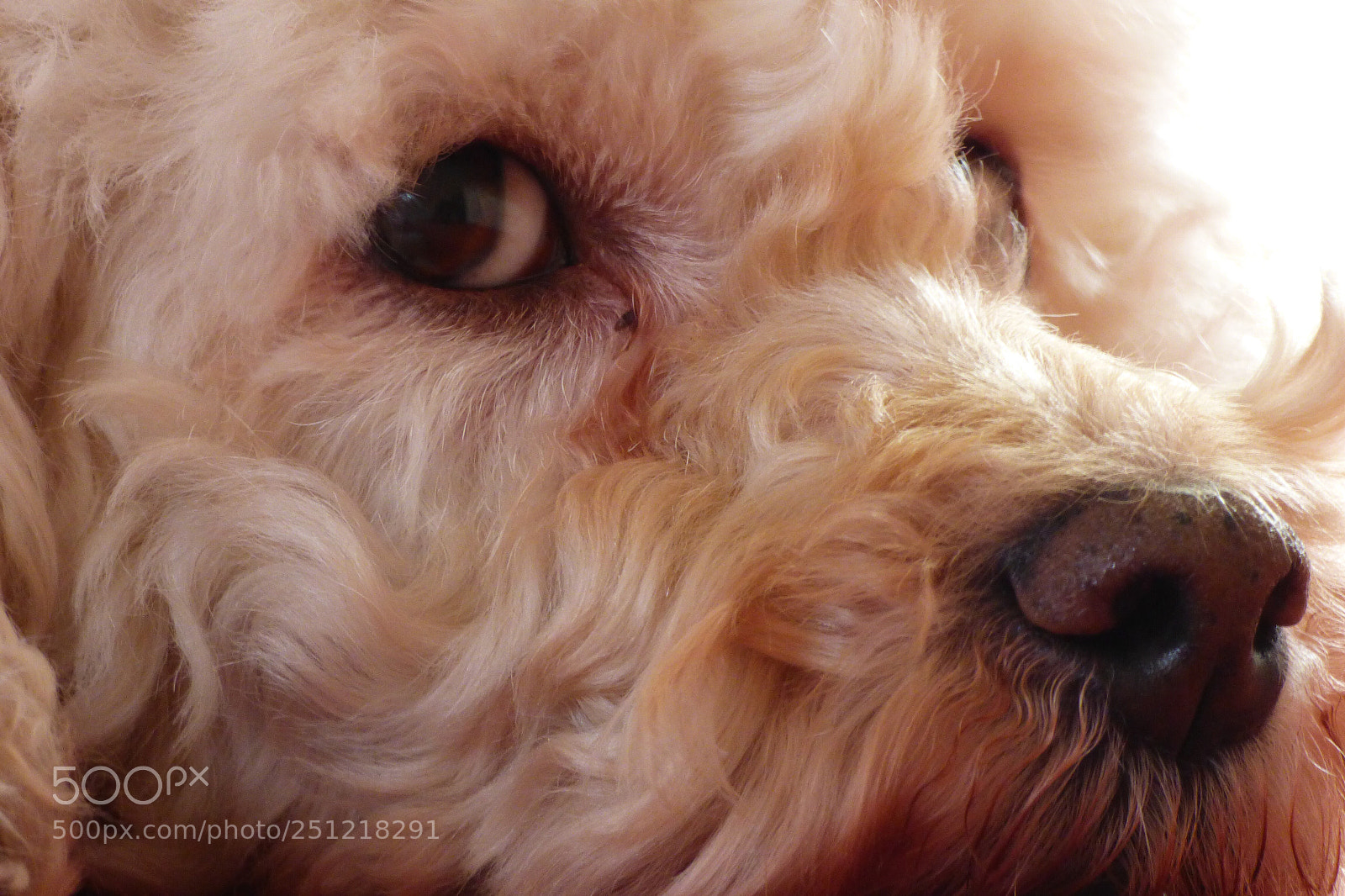 Panasonic Lumix DMC-FZ70 sample photo. Puppy dog eyes photography