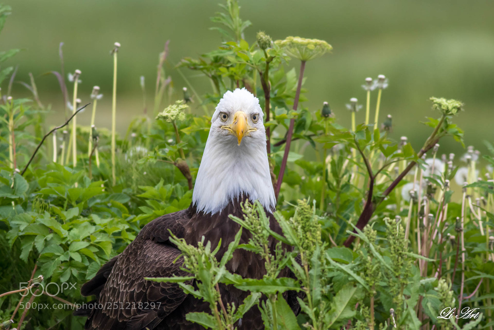 Canon EOS 7D Mark II sample photo. Bald eagle photography