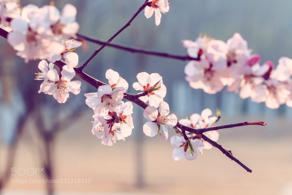 Canon EOS 70D sample photo. Spring photography