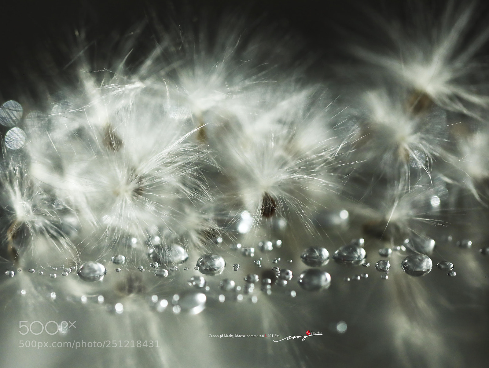 Canon EOS 5D Mark IV sample photo. 박주가리 씨앗 (metaplexis japonica of seed ) photography