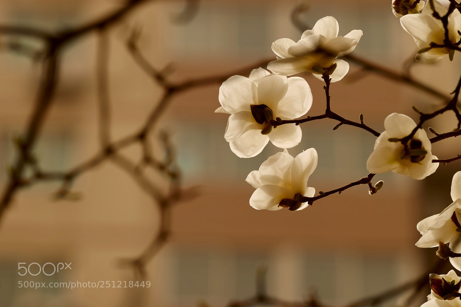 Leica SL (Typ 601) sample photo. Untitled photography