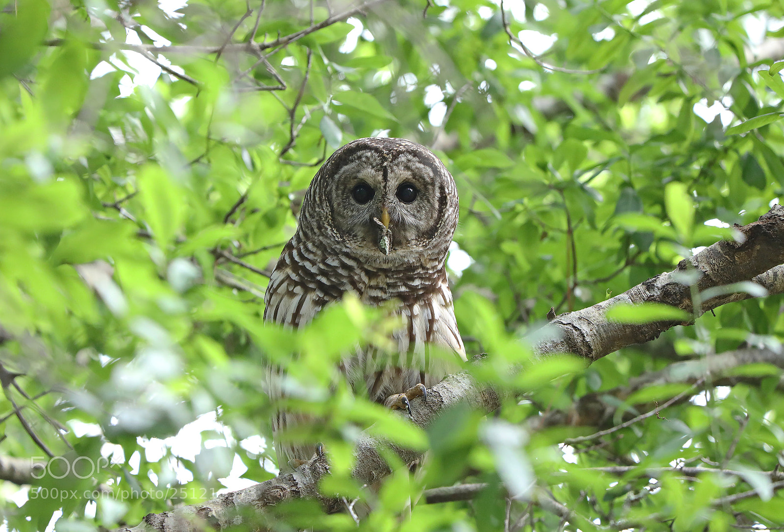 Canon EOS 5D Mark IV sample photo. Barred owl with dinner photography