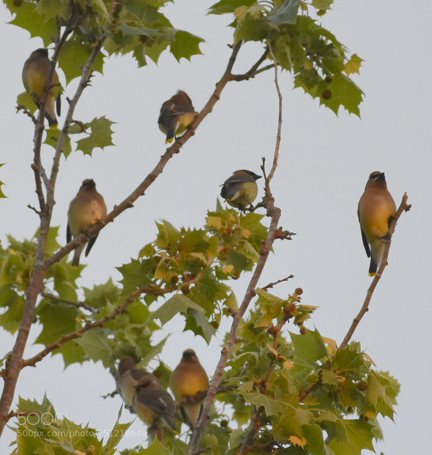 Nikon D5500 sample photo. Cedar waxwing photography