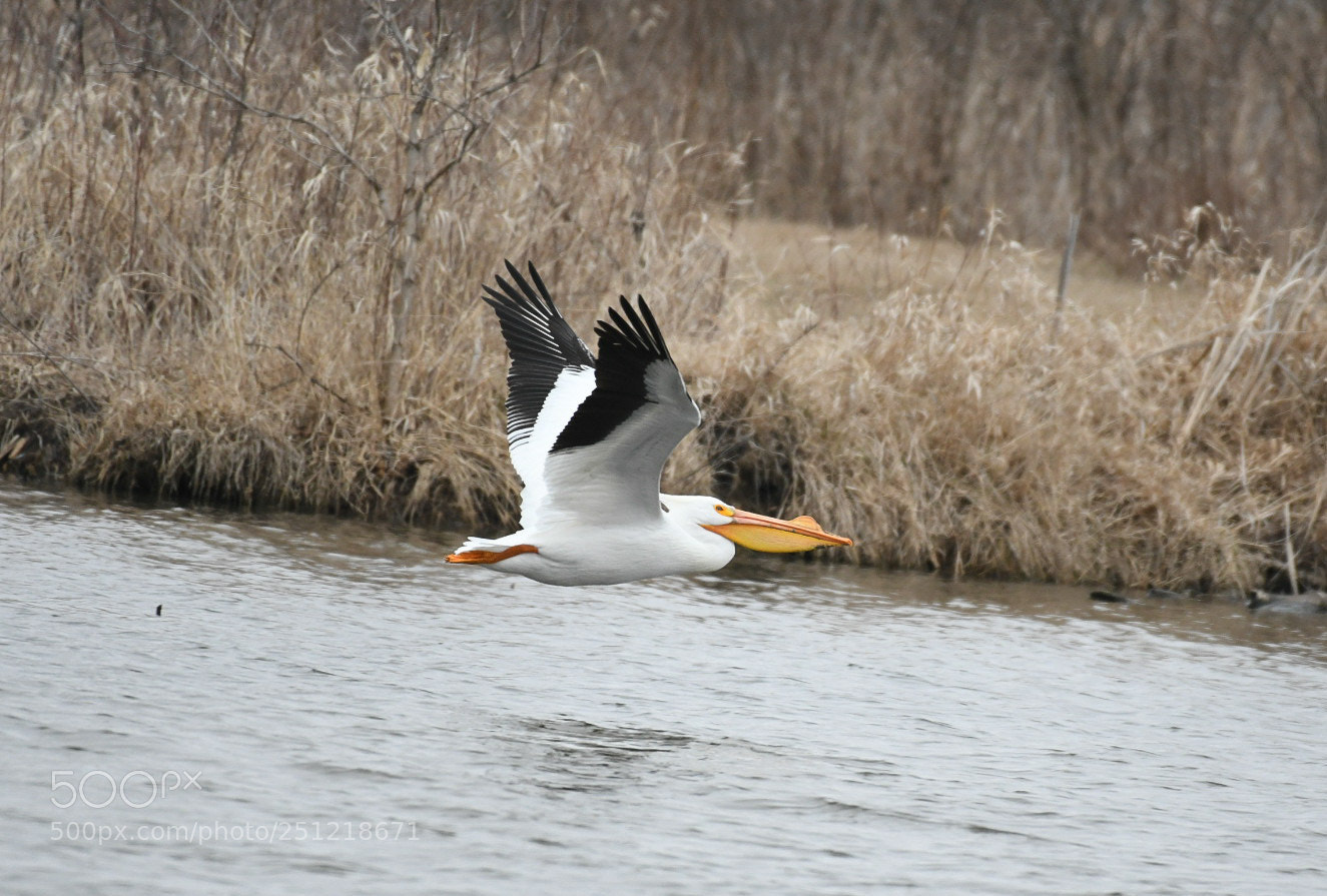 Nikon D500 sample photo. American white pelican photography