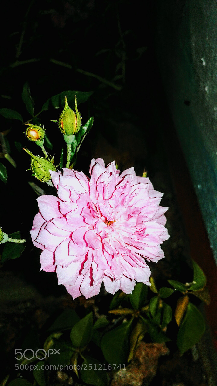 Samsung Galaxy J3(2016) sample photo. The pink rose photography