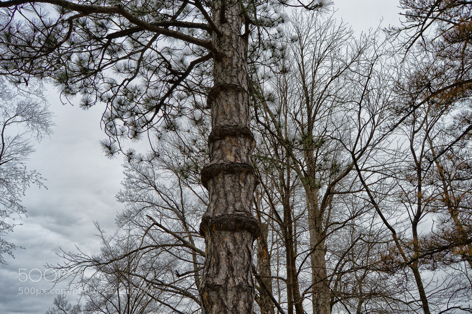 Nikon D3200 sample photo. Tree rings photography