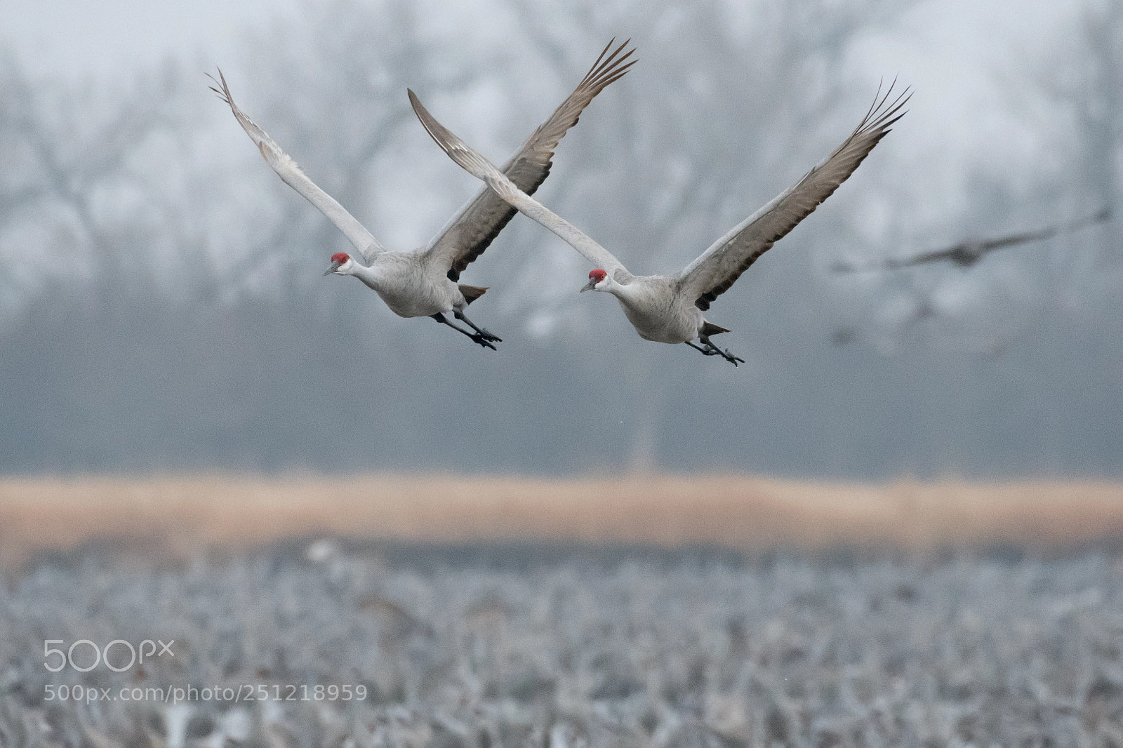 Nikon D500 sample photo. Pair of sandhill cranes photography
