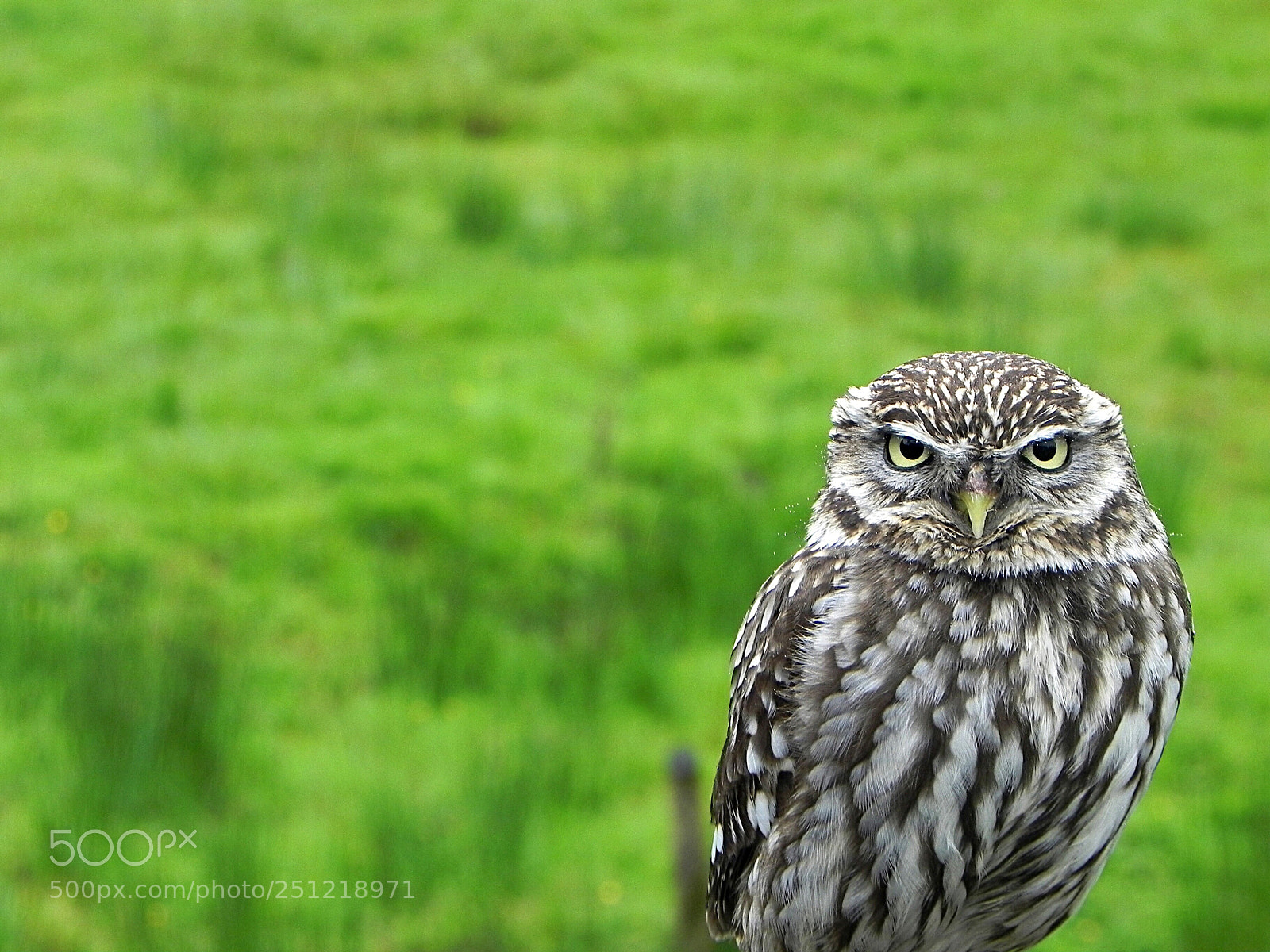 Nikon Coolpix P100 sample photo. Bird of prey photography