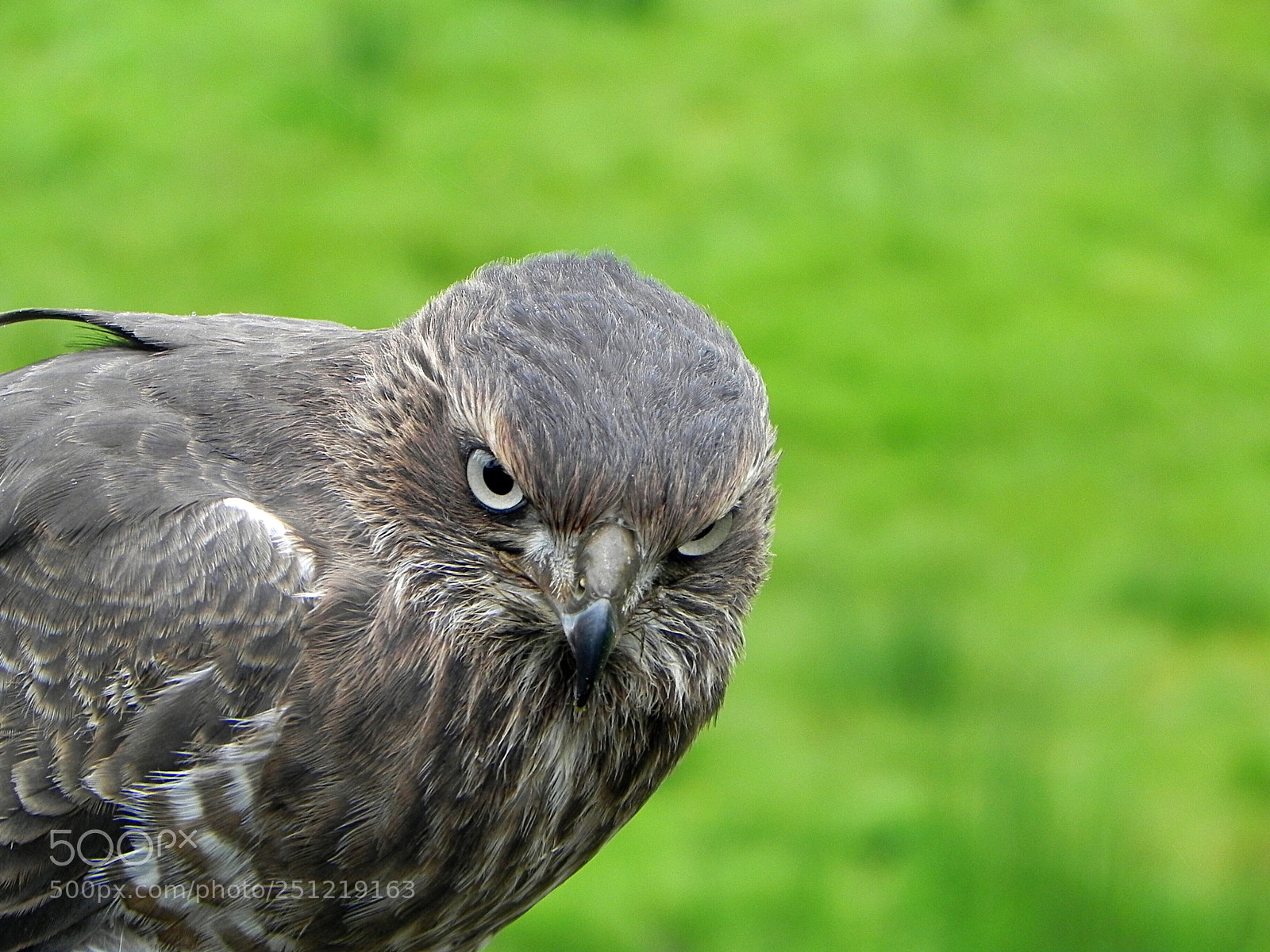 Nikon Coolpix P100 sample photo. Hawk photography