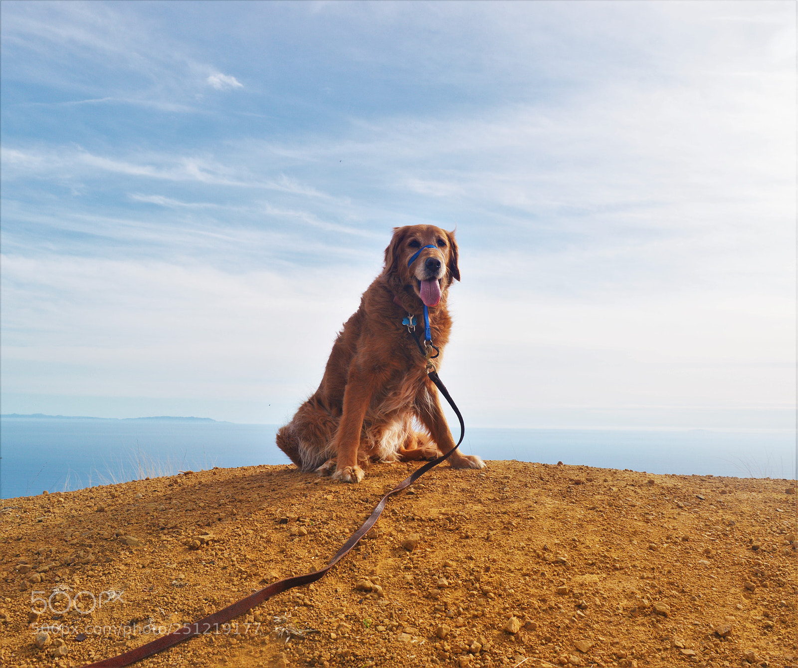 Nikon D3200 sample photo. World's best dog photography
