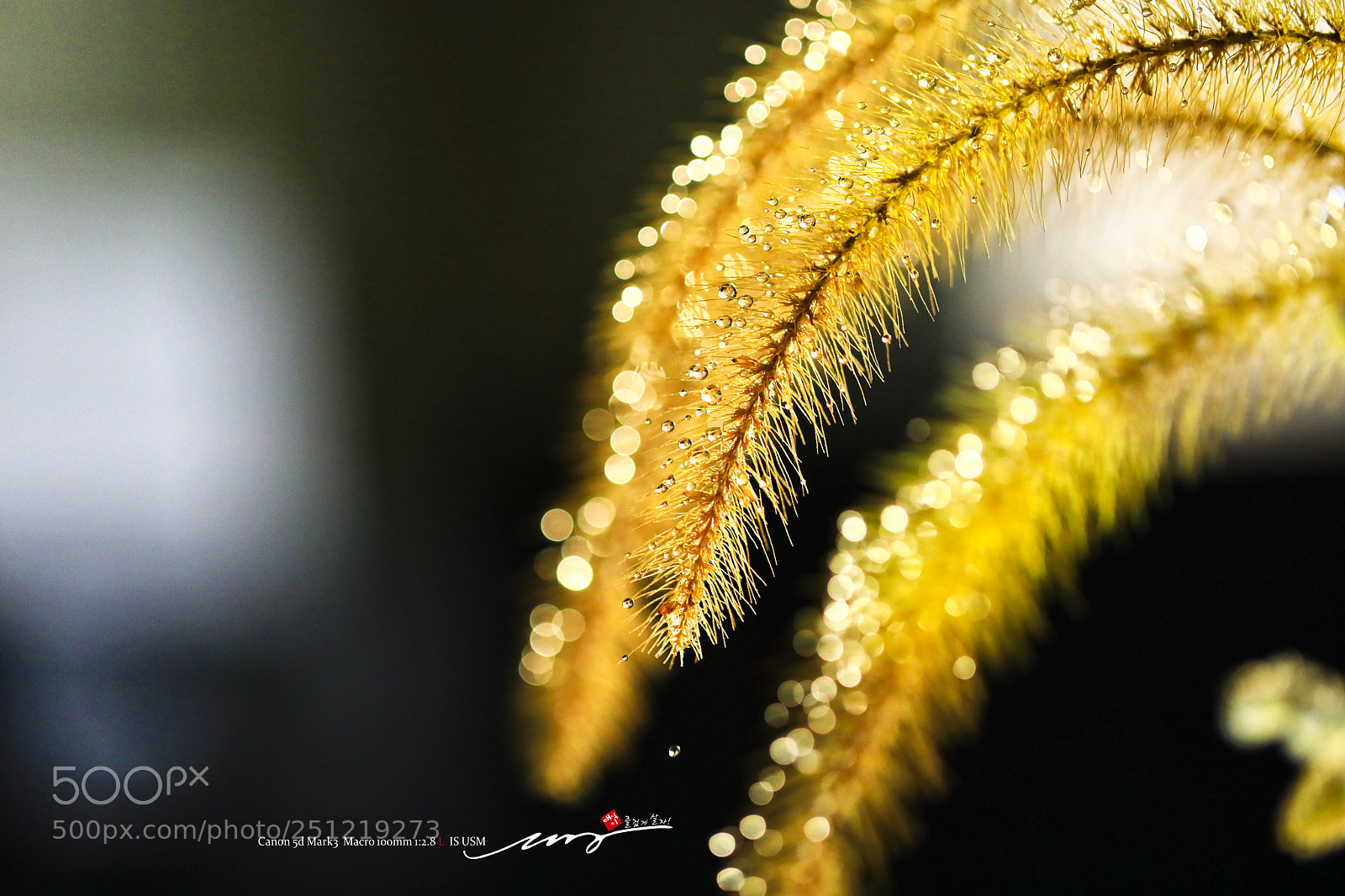 Canon EOS 5D Mark IV sample photo. 강아지풀[giant foxtail] photography