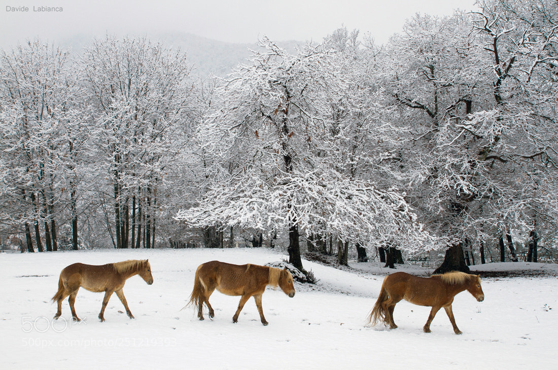 Canon EOS 7D sample photo. Winter photography