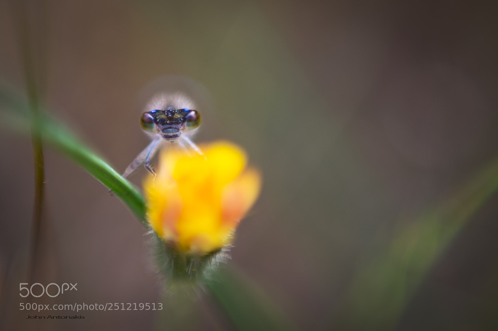 Nikon D610 sample photo. Λιβελούλα η dragonfly photography