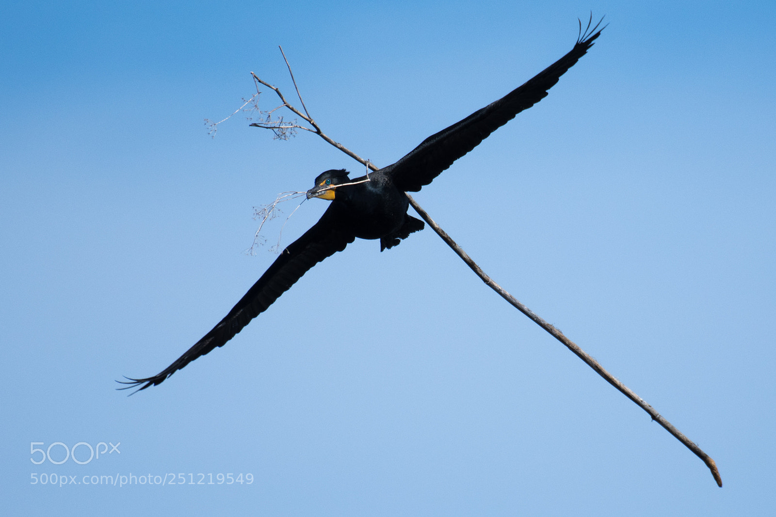 Nikon D500 sample photo. Double-crested cormorant with baggage photography