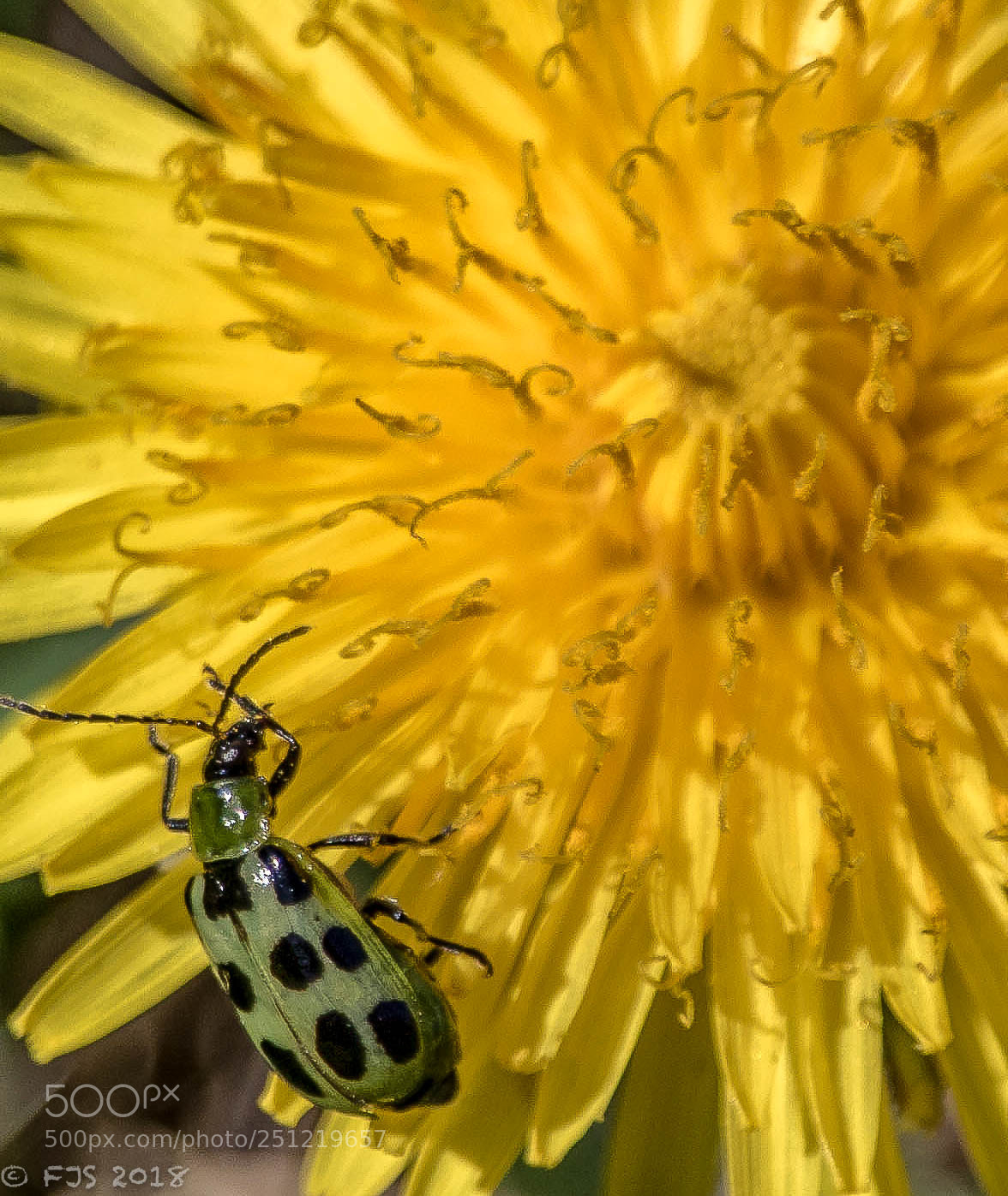 Canon EOS 7D Mark II sample photo. Hello_spring photography