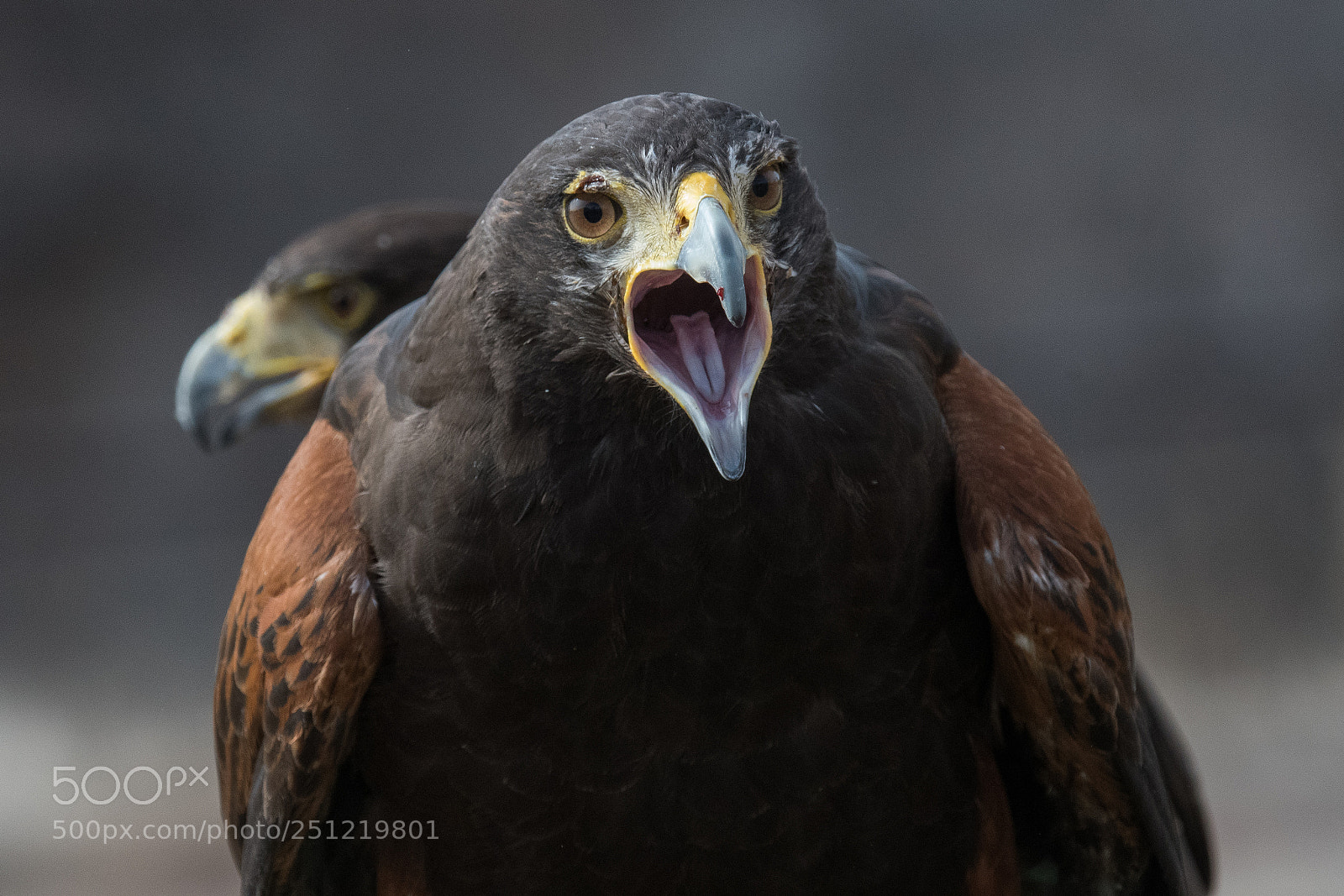 Nikon D500 sample photo. Pair of harris hawks photography