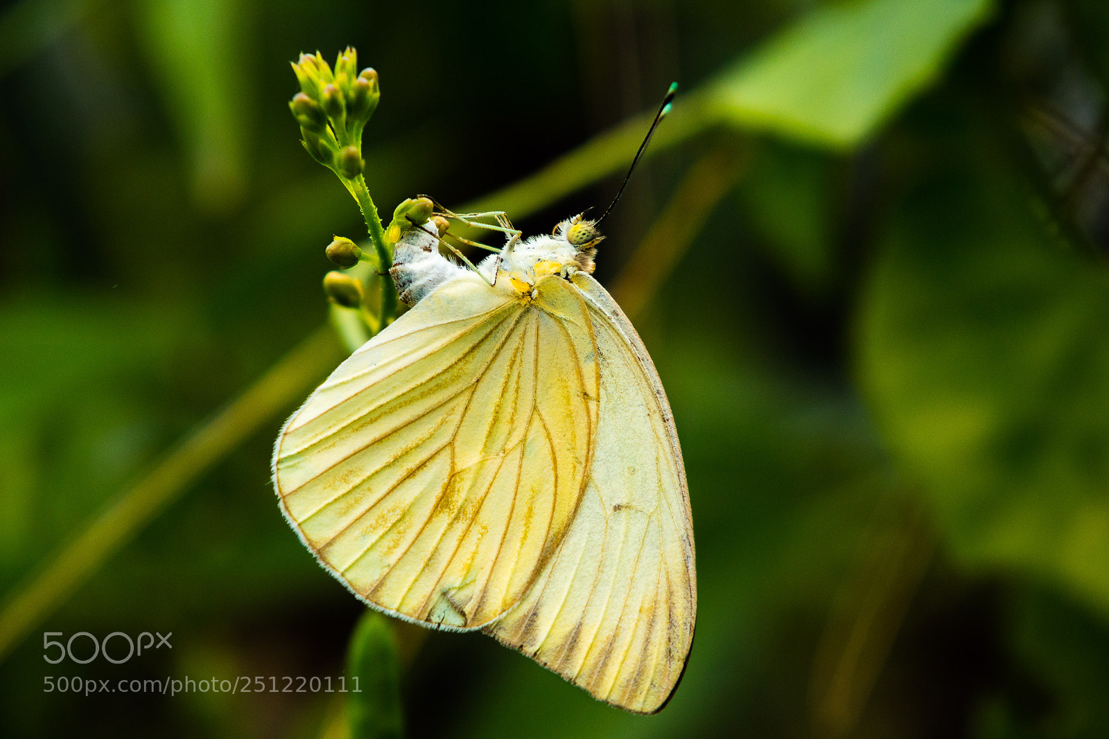 Canon EOS M3 sample photo. Butterfly photography