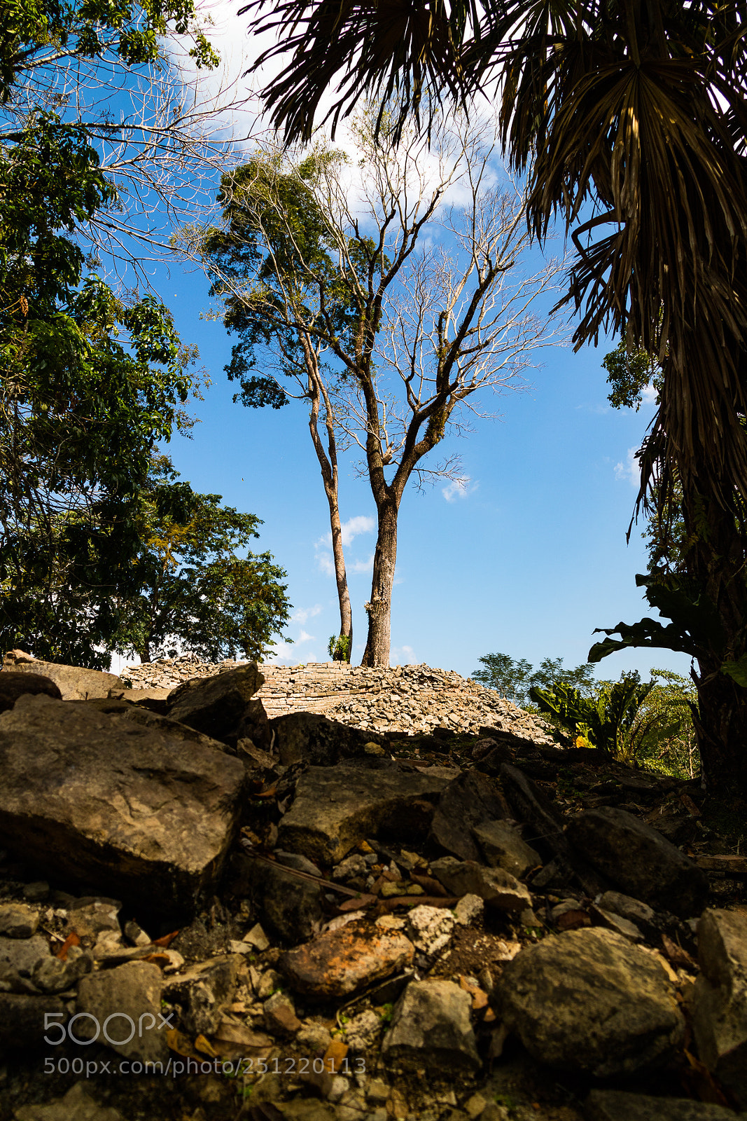 Canon EOS M3 sample photo. Tree photography