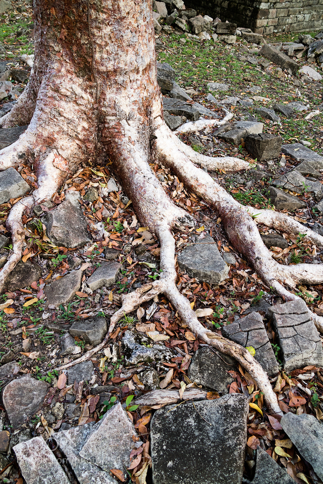 Canon EOS M3 sample photo. Roots photography