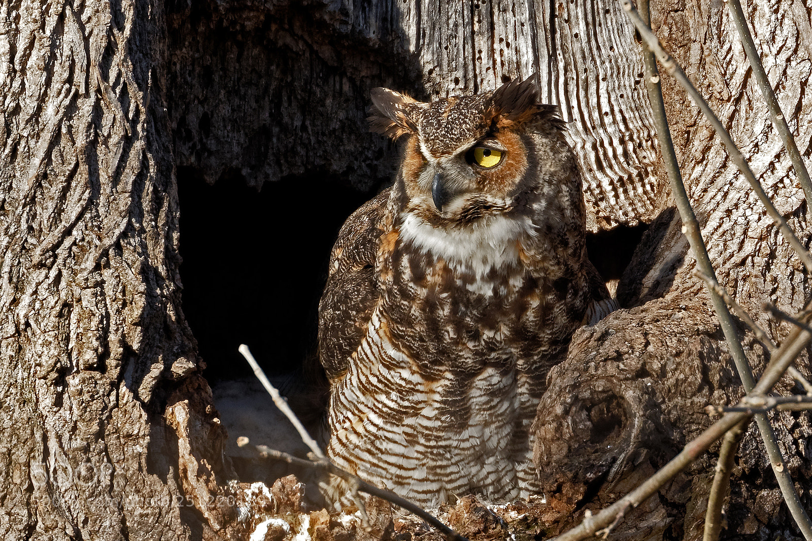 Canon EOS 7D Mark II sample photo. Great horned owl at photography