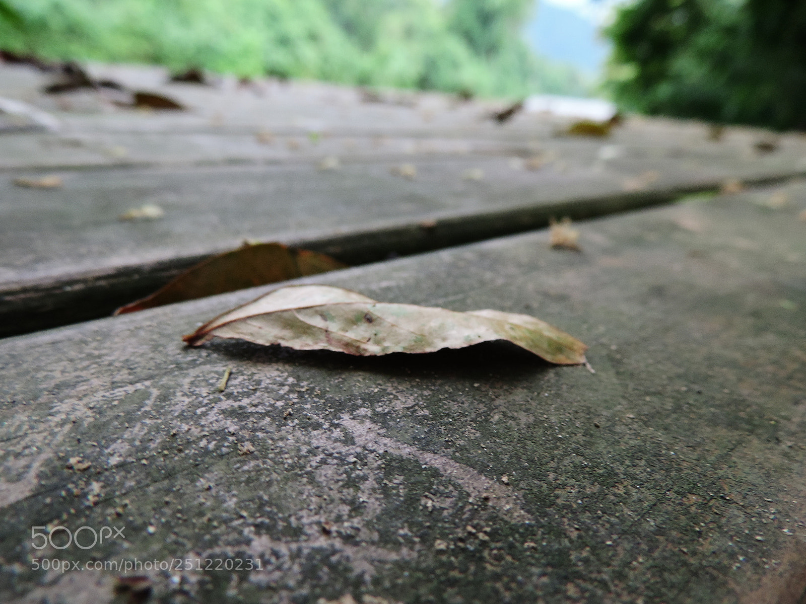 Nikon Coolpix P520 sample photo. Dry leaves photography